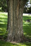 Black Locust trunk