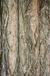 Black Locust bark