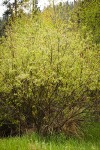 Onecolor Willow (female)