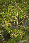 Lemmon's Willow female catkins (fruiting) among foliage