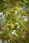 Lemmon's Willow female catkins (fruiting) among foliage