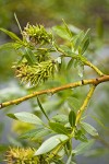 Lemmon's Willow female catkins (fruiting) among foliage