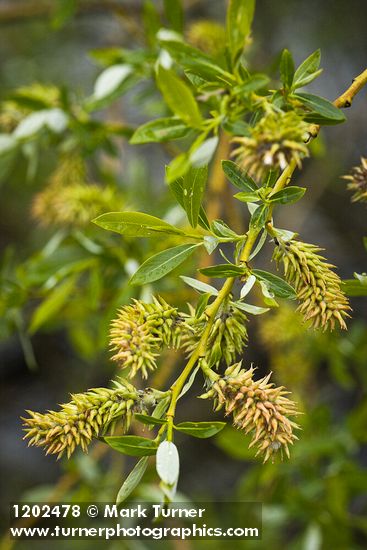 Salix lemmonii