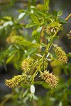 Lemmon's Willow female catkins (fruiting) among foliage