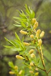 Greenleaf Willow male catkins among foliage