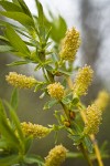 Greenleaf Willow male catkins among foliage