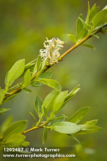 Salix boothii