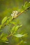 Booth's Willow male catkin among foliage