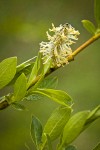 Booth's Willow male catkin among foliage