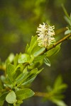 Booth's Willow male catkin among foliage