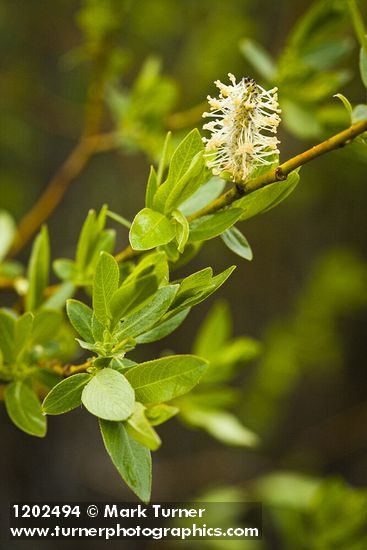 Salix boothii