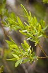 Greenleaf Willow female catkins among foliage