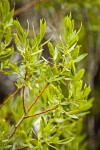 Greenleaf Willow female catkins among foliage