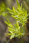 Greenleaf Willow female catkins among foliage