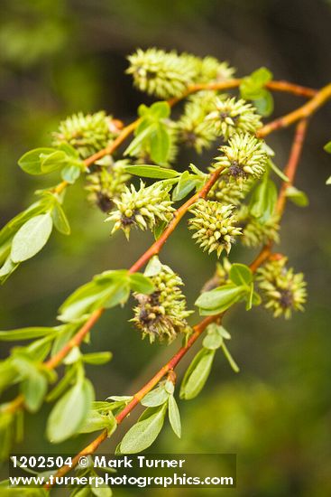 Salix boothii