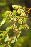 Booth's Willow female catkins among foliage