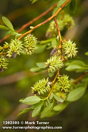 Salix boothii