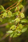 Booth's Willow female catkins among foliage