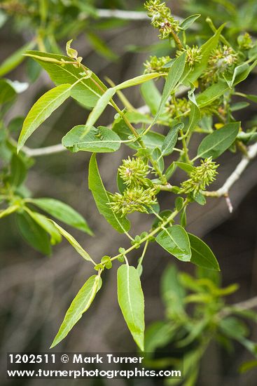 Salix lutea