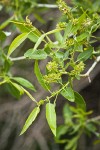 Yellow Willow female catkins among foliage