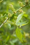 Yellow Willow female catkins among foliage