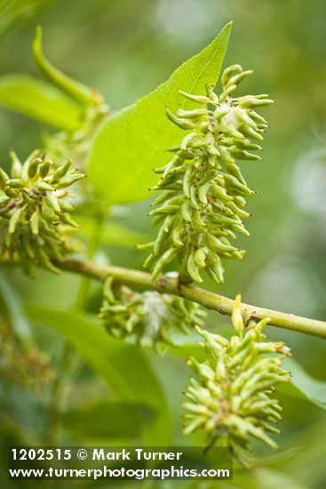 Salix lutea