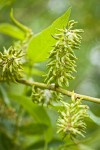 Yellow Willow female catkins (fruiting) detail