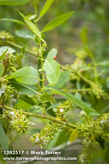 Salix lutea