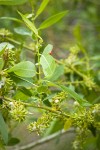 Yellow Willow female catkins (fruiting) among foliage