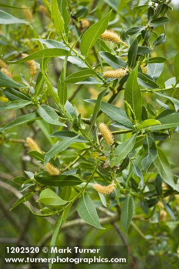 Salix lutea