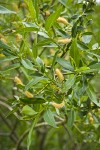 Yellow Willow male catkins among foliage