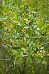 Yellow Willow male catkins among foliage