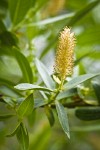 Yellow Willow male catkin among foliage detail