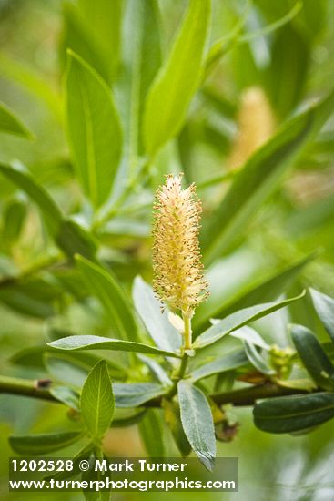 Salix lutea