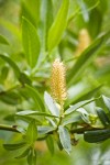 Yellow Willow male catkin among foliage detail