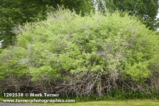 Salix lutea