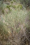 Fourwing Saltbush (female)