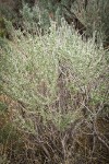 Fourwing Saltbush (female)