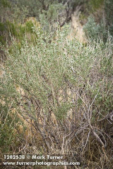 Atriplex canescens