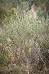 Fourwing Saltbush (female)