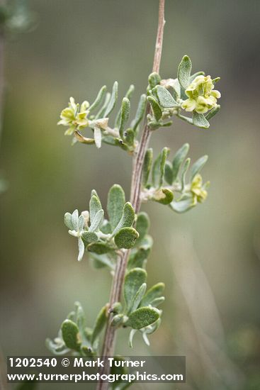 Atriplex canescens