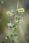 Fourwing Saltbush female bracts & foliage detail