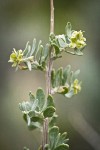 Fourwing Saltbush female bracts & foliage detail