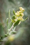 Fourwing Saltbush female bracts & foliage detail