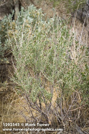 Atriplex canescens