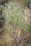 Fourwing Saltbush (male)