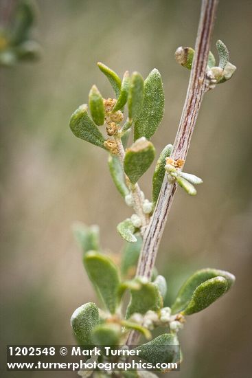 Atriplex canescens