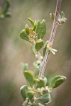 Fourwing Saltbush male blossoms & foliage detail