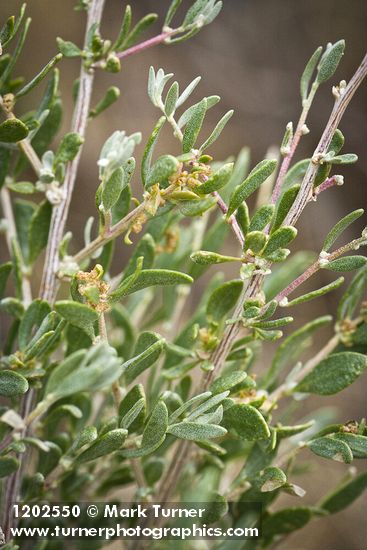 Atriplex canescens
