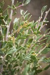 Fourwing Saltbush male blossoms & foliage